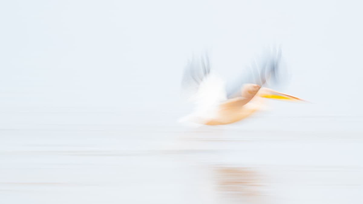 Great White Pelican skimming the surface of Lake Naivasha — long-exposure motion blur, soft light