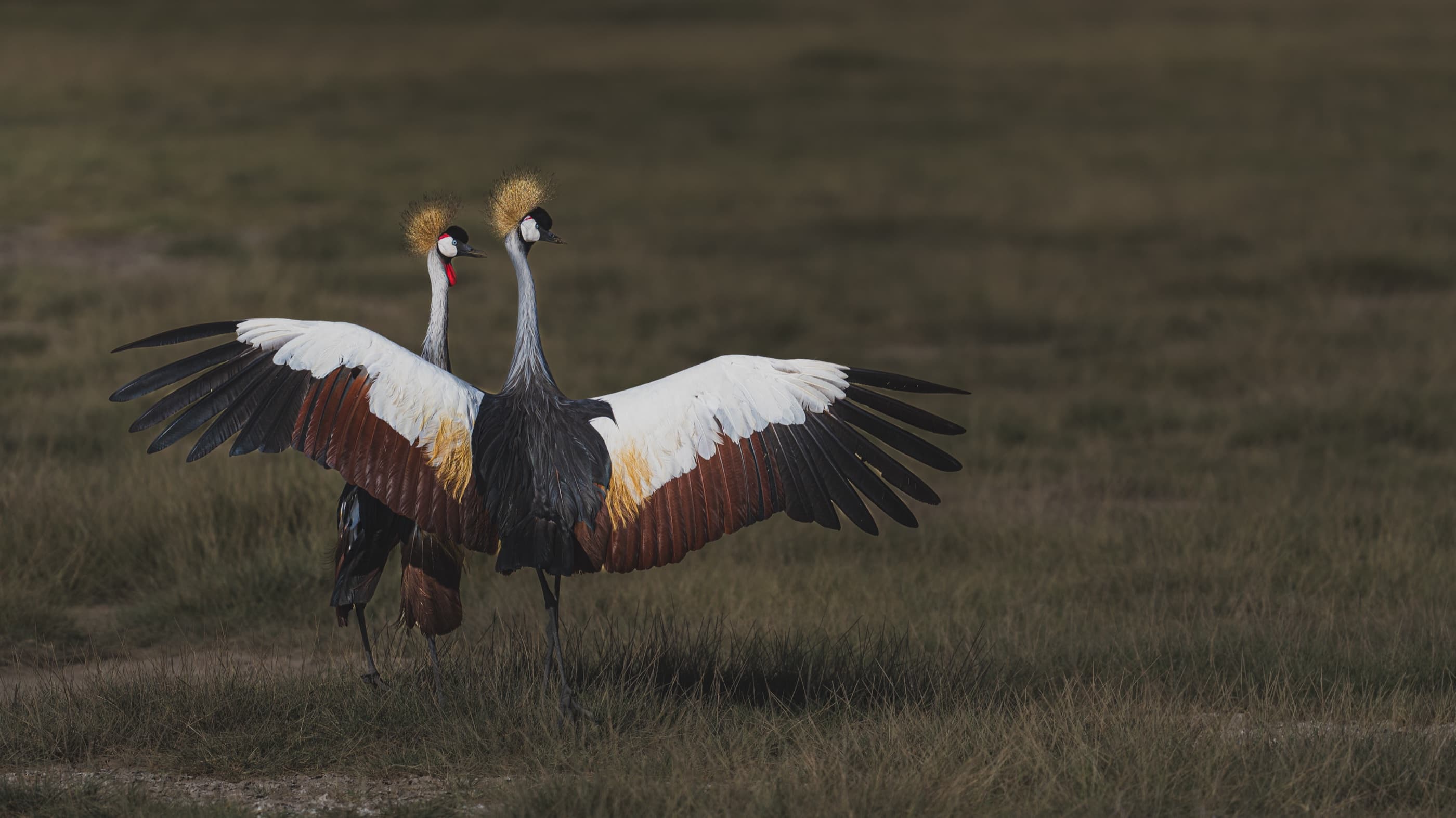 Pair of Grey Crowned Cranes in full wing-display, Nakuru