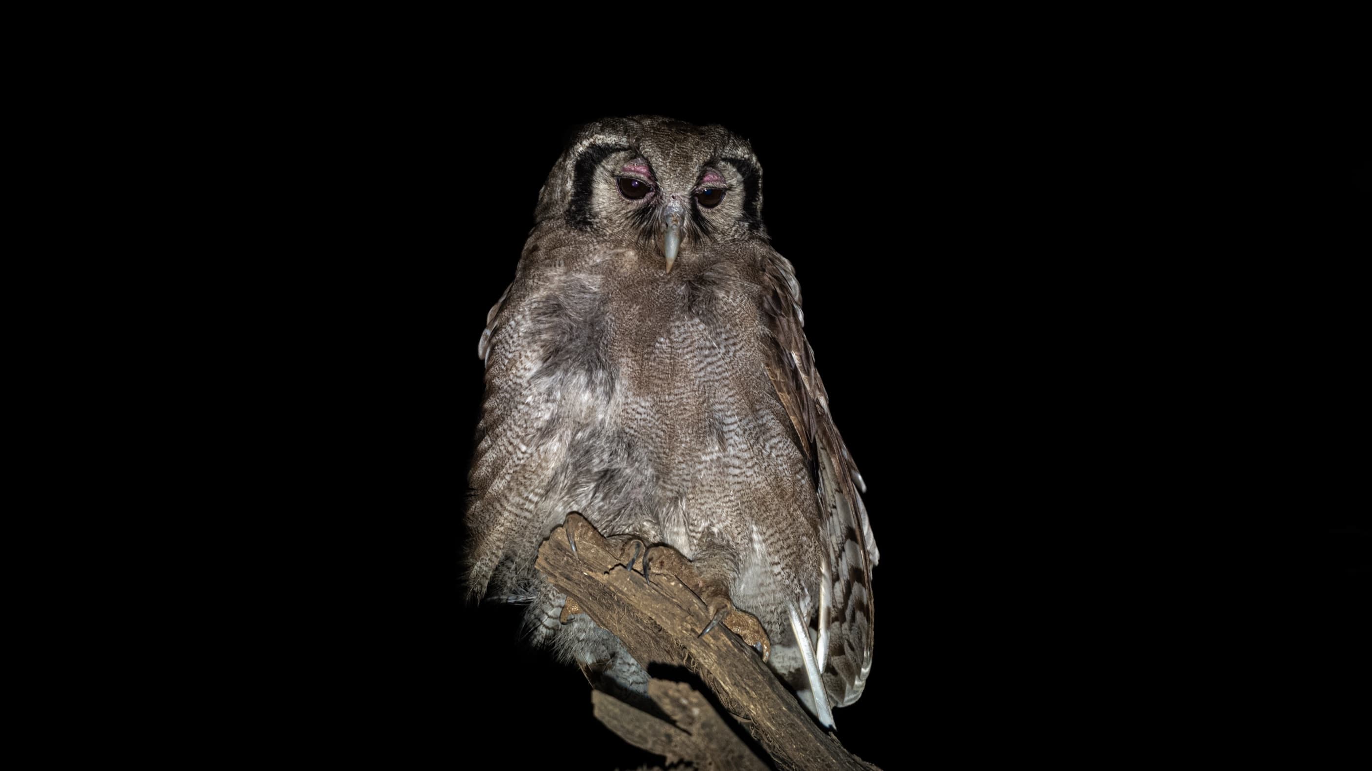 Verreaux's Eagle-Owl on a branch at night, staring directly at camera