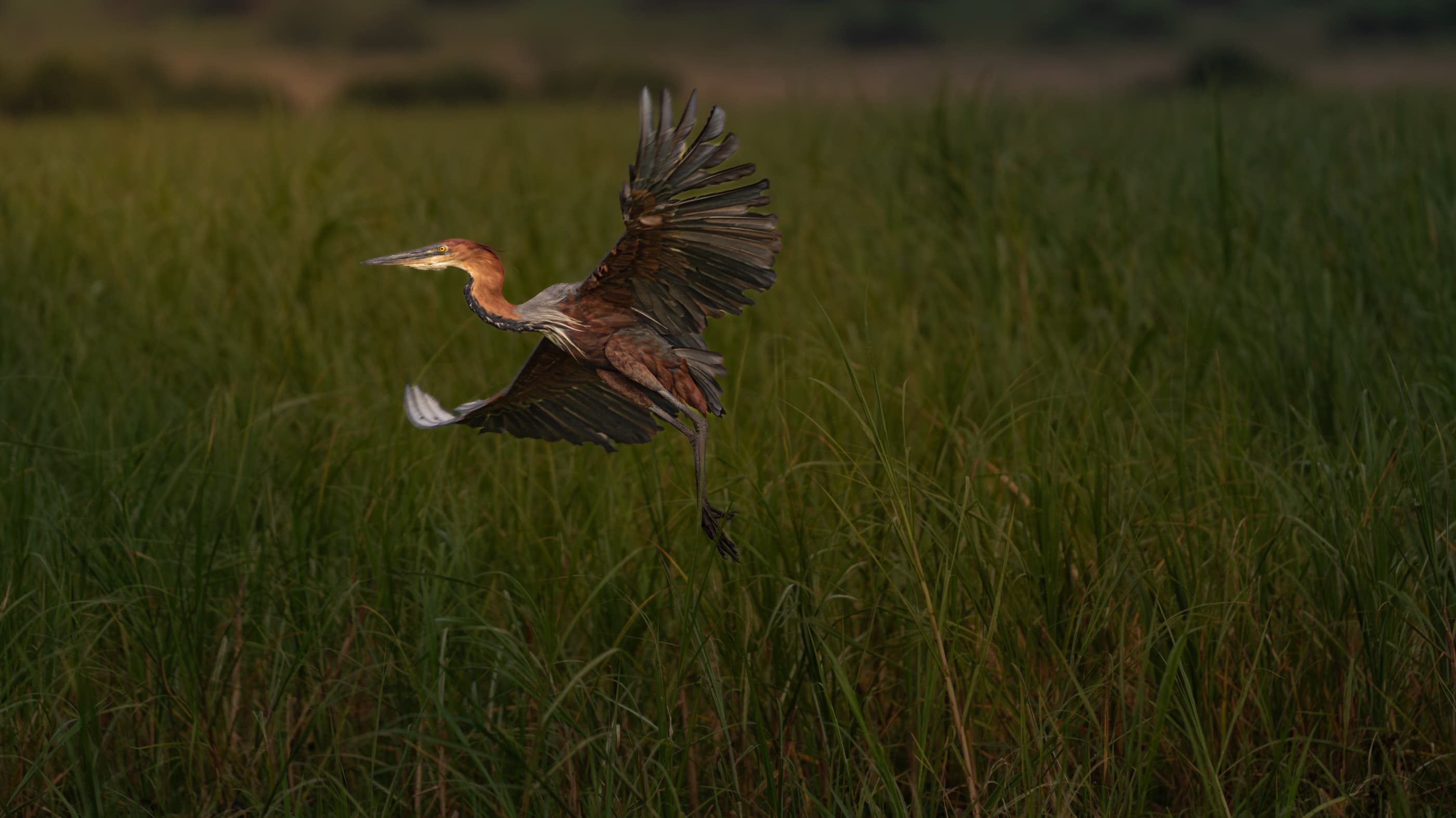 Goliath Heron launching from lake edge in golden evening light, wings fully spread
