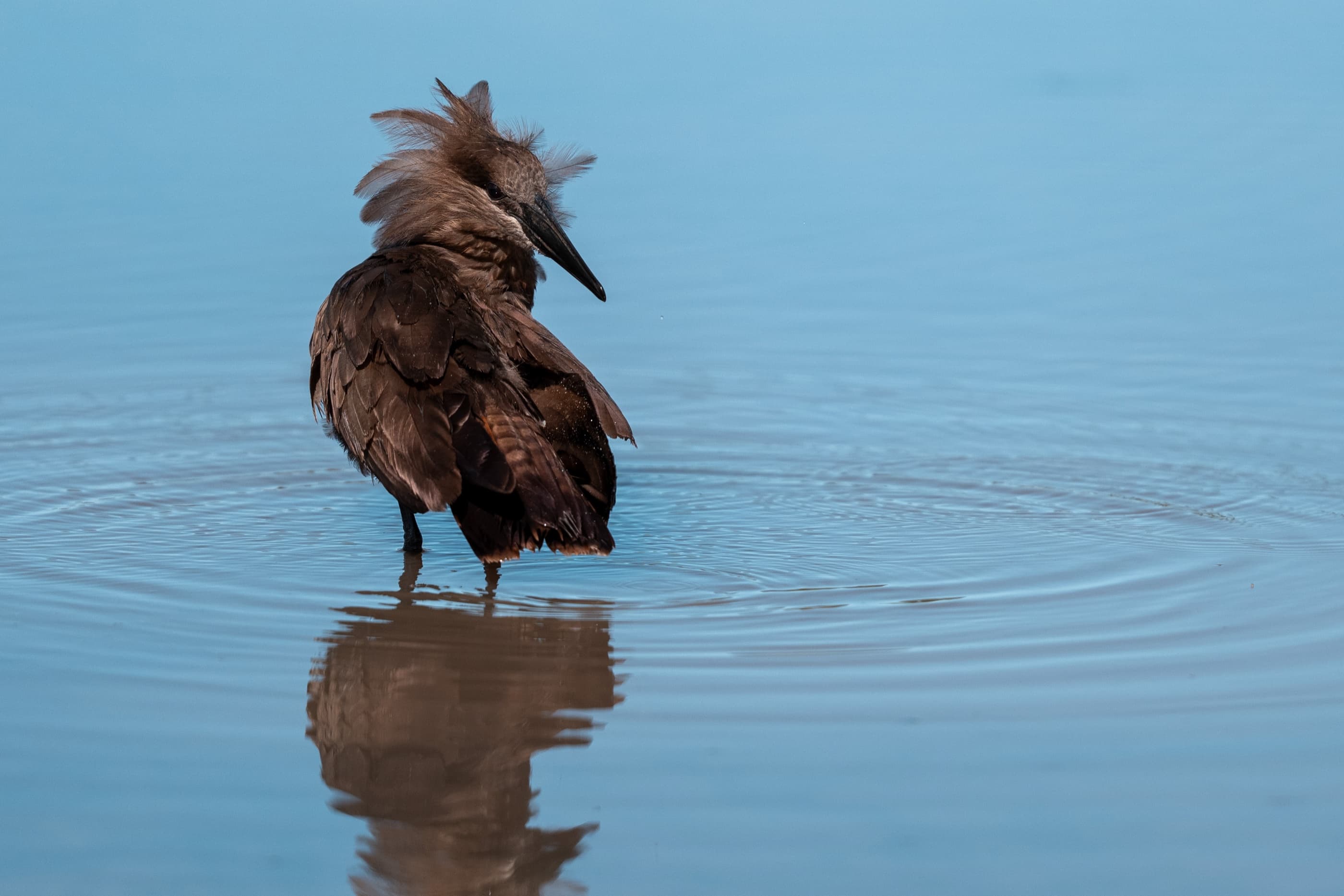 Hamerkop standing in shallow blue water with perfect reflection below