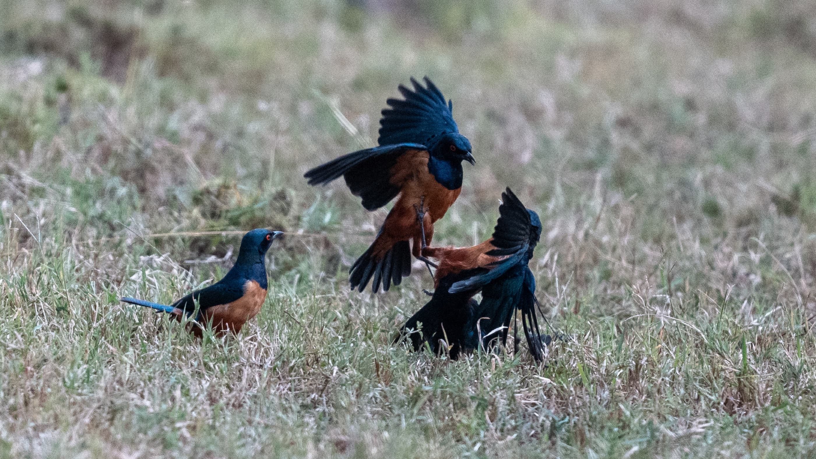 Three Hildebrandt's Starlings in territorial display on the ground