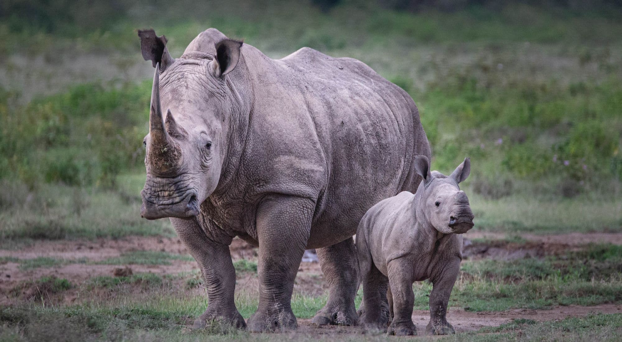 White Rhino mother and calf standing together on short grass at Lake Nakuru National Park