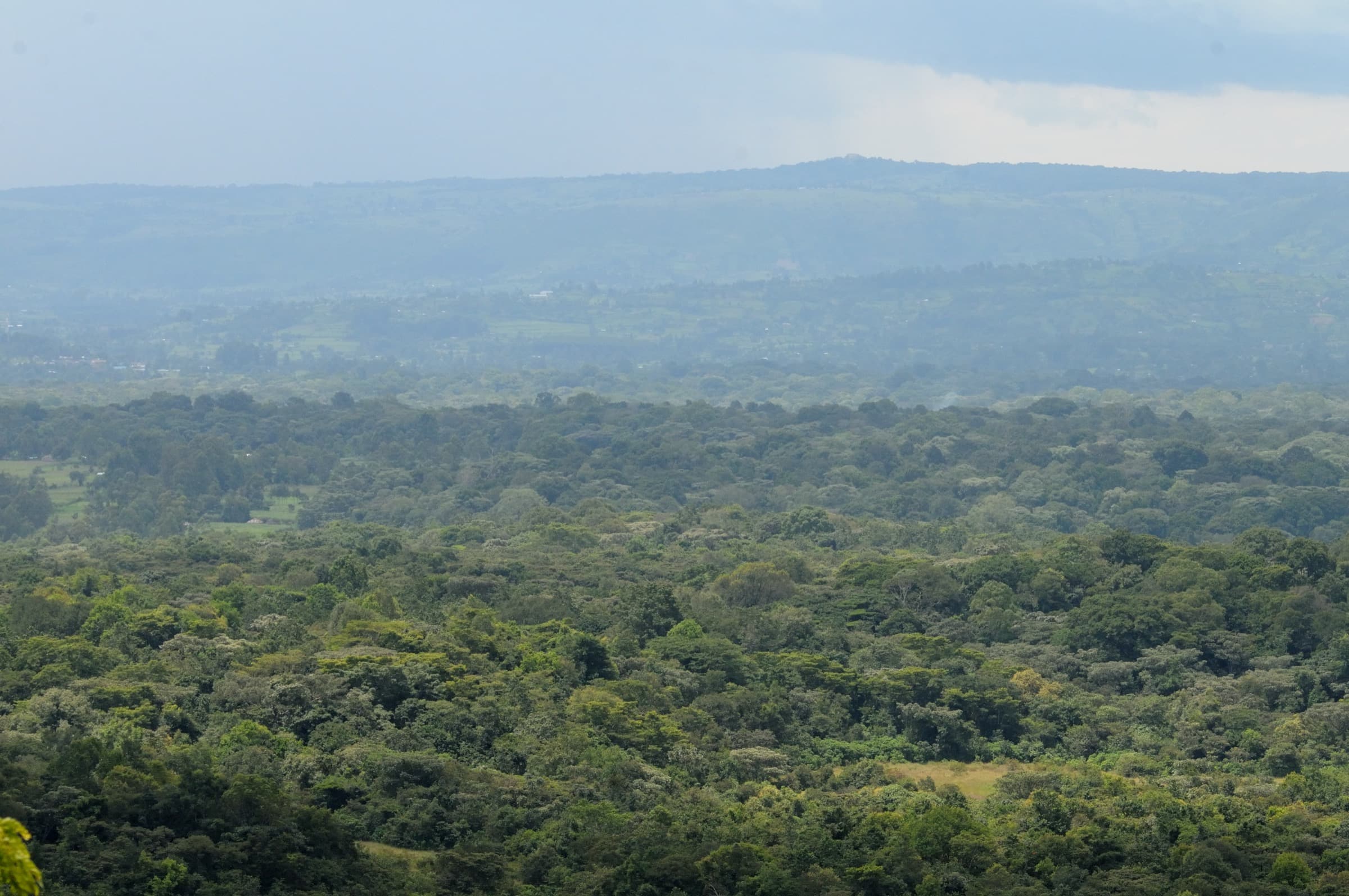 Kakamega Forest canopy, Kenya — dense lowland tropical rainforest interior
