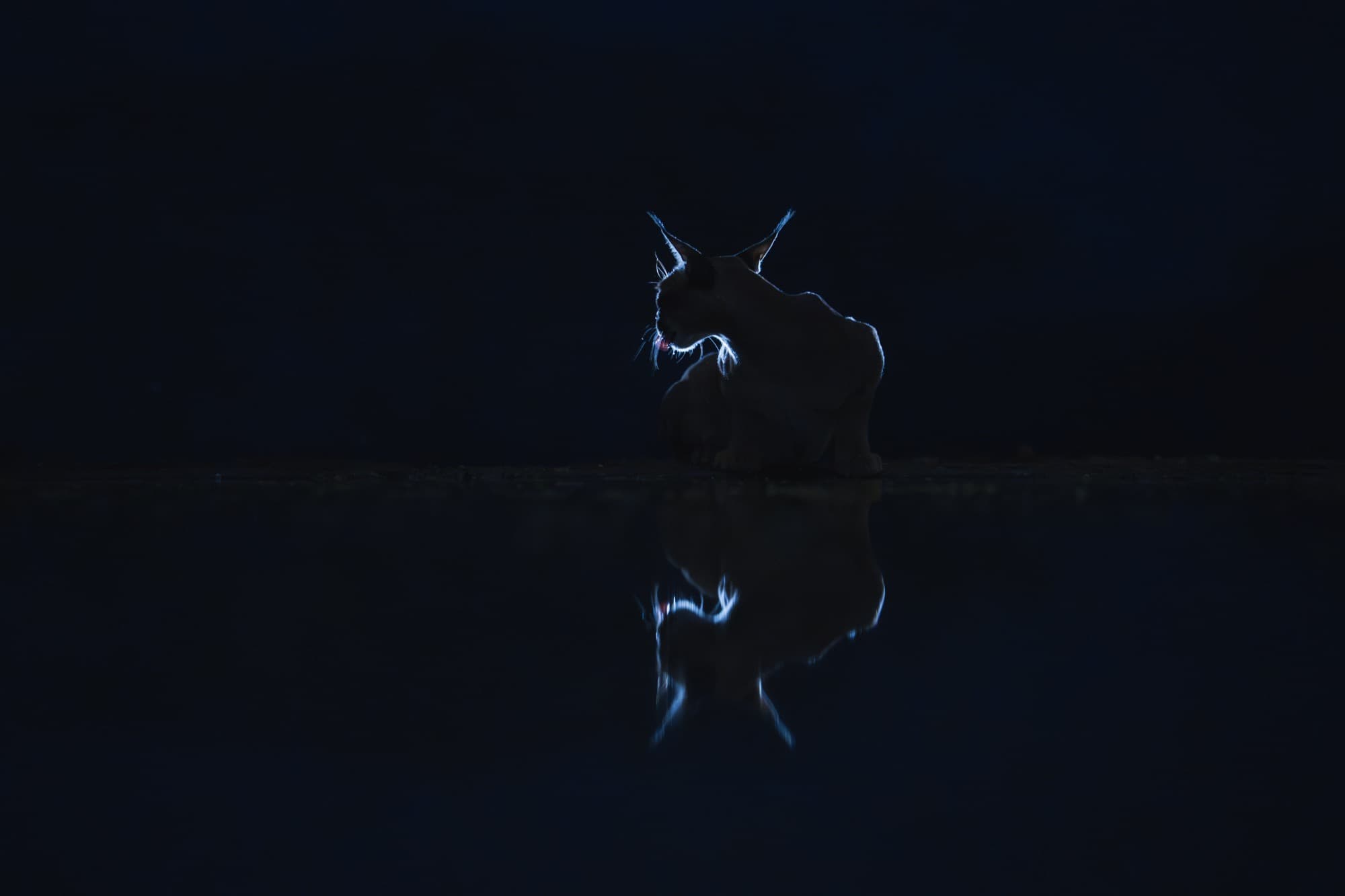 Caracal silhouette at the waterhole edge, 00:22