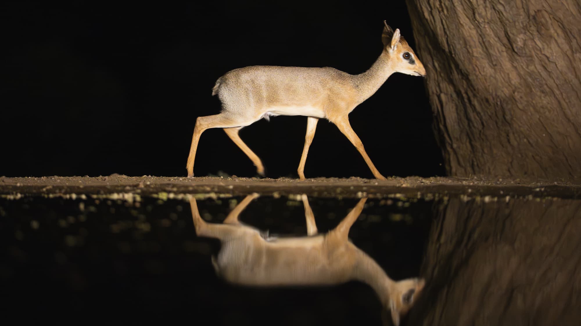 The Lentorre waterhole at night — atmosphere from the hide