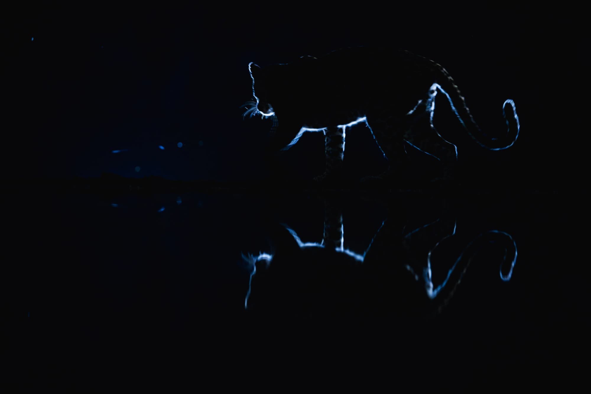 Leopard approaching the Lentorre waterhole in near-darkness, 01:25