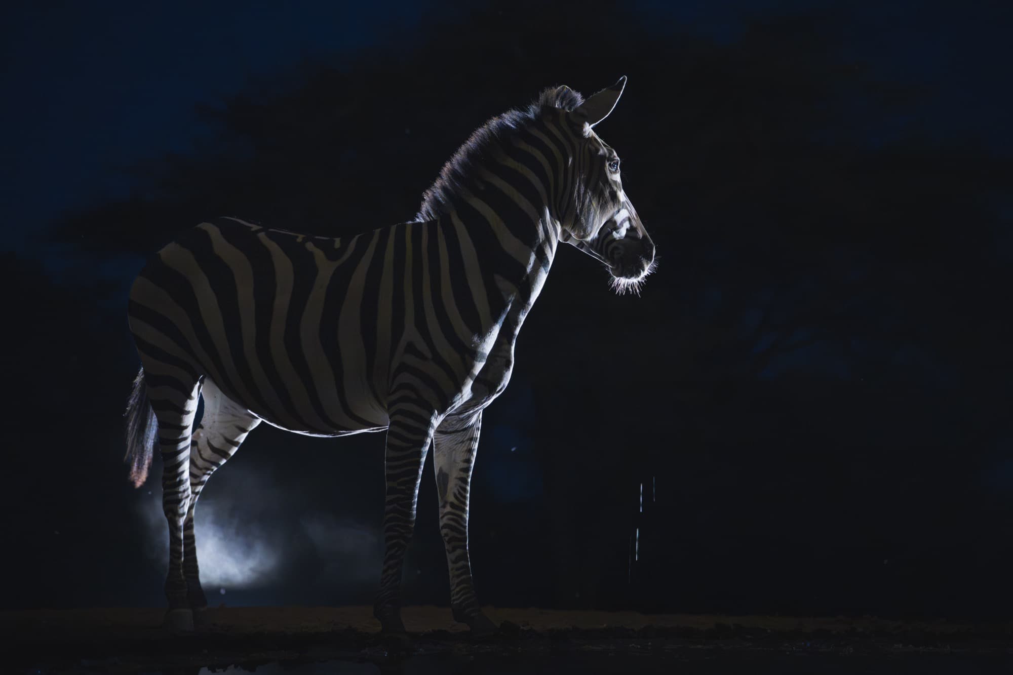 Plains zebra at the Lentorre waterhole, 21:29